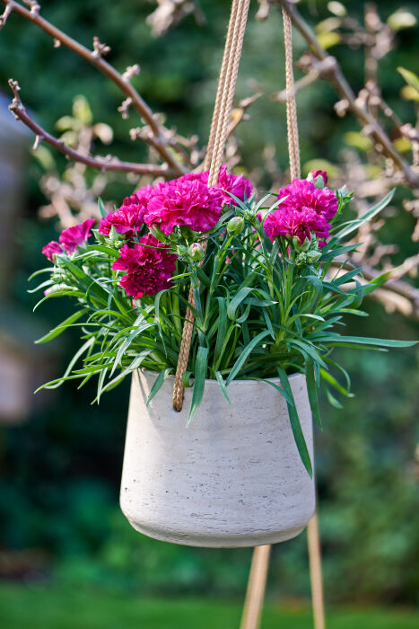 Dianthus Flow® Blinky Beach with purple flowers in hanging basket outdoors