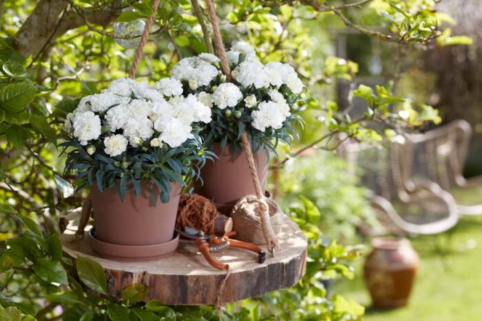 Dianthus Flow® Pearl Beach with white flowers in small containers outdoors