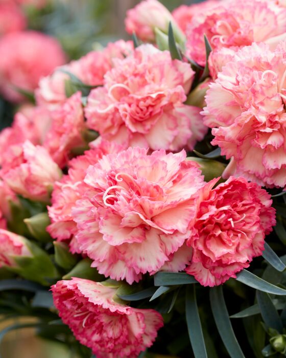 Dianthus Flow® Palm Beach with salmon-pink flowers