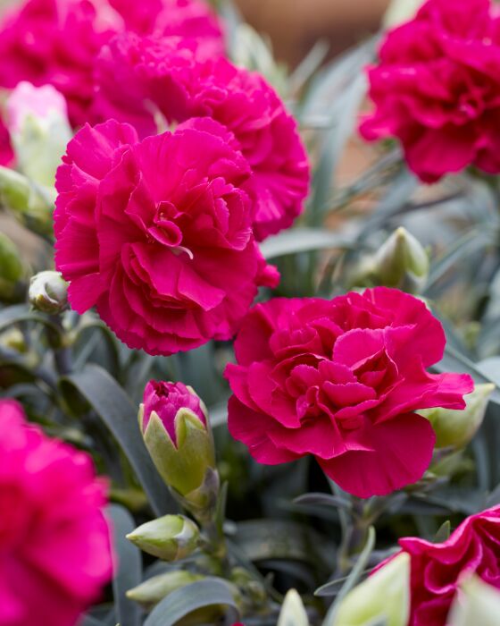 Dianthus Flow® Florida Bay with hot pink flowers close-up