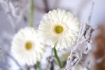 Gerbera Standaard Tuxedo