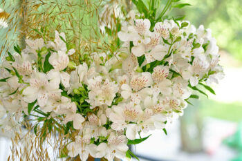 Lifestyle image of Alstroemeria Scroppino with pure white flowers in a vase