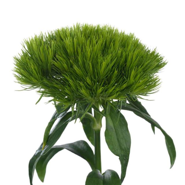 Dianthus Sparkz® Hilverdaflorist Hilverdaflorist