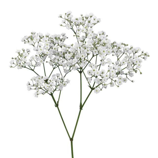 Gypsophila - HilverdaFlorist HilverdaFlorist