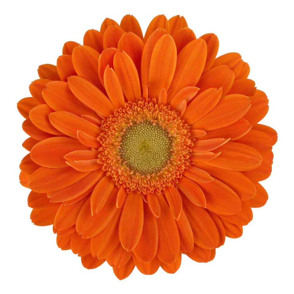 Gerbera - HilverdaFlorist HilverdaFlorist