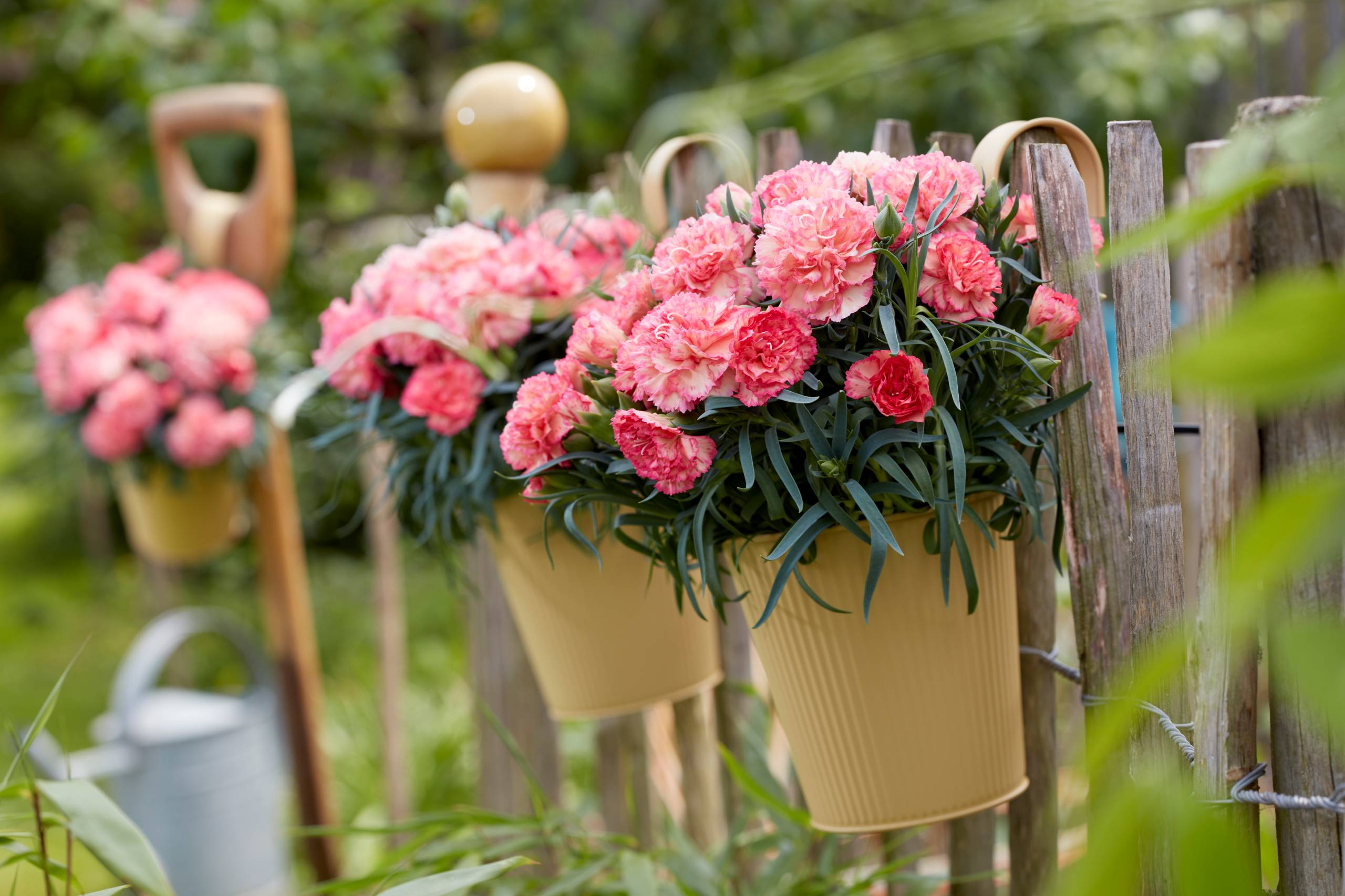 Dianthus Flow Palm Beach HF