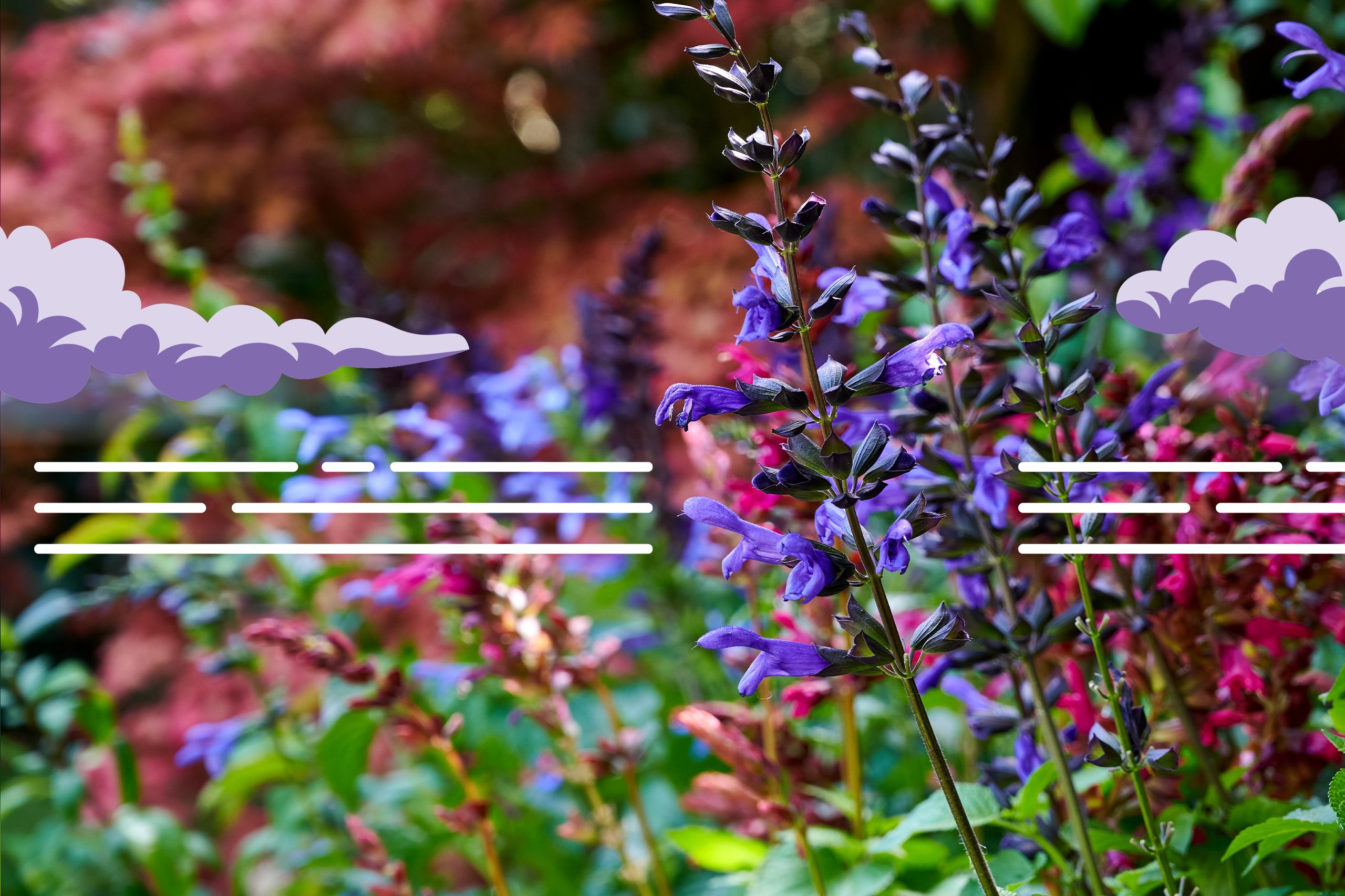 Salvia salgoon header