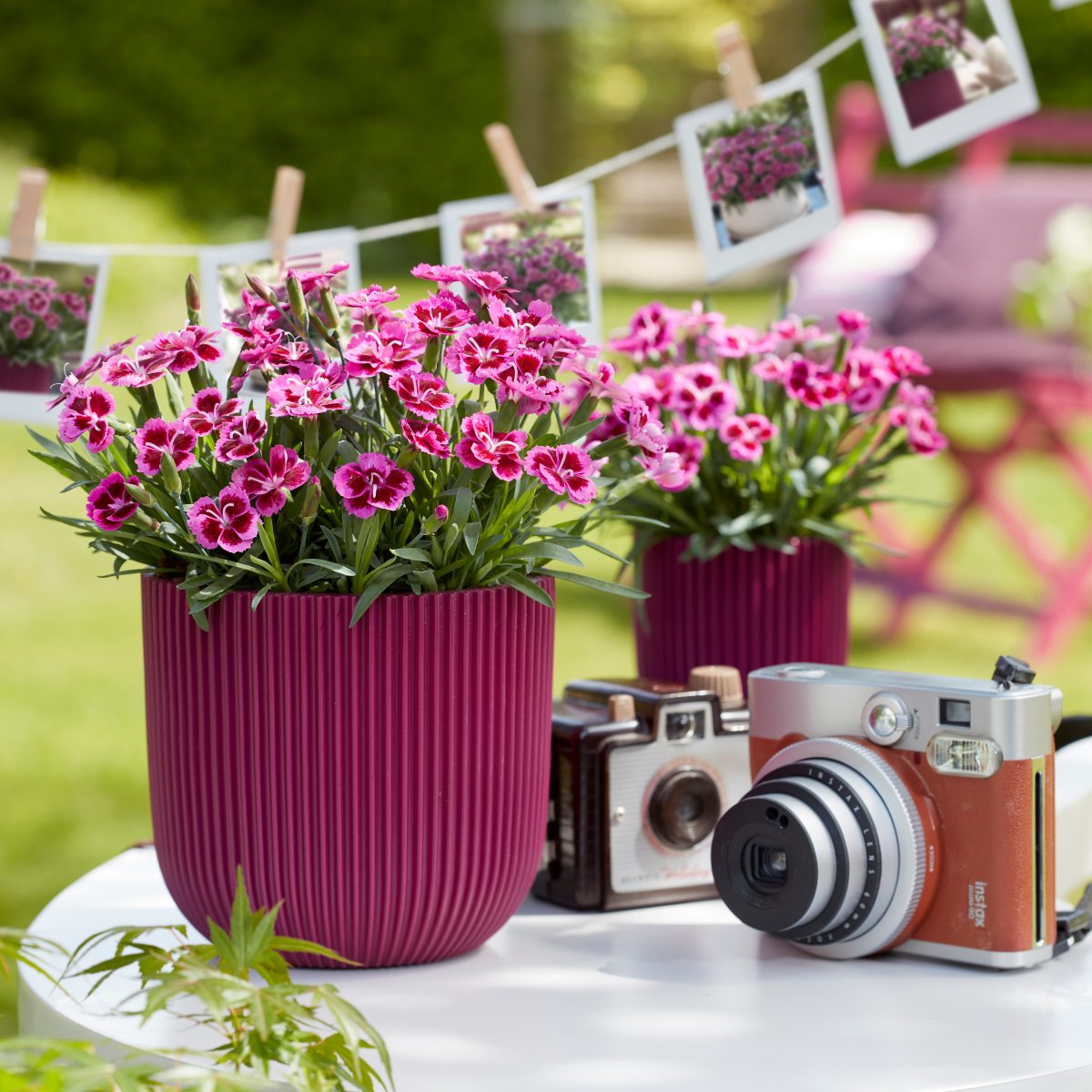 Picture Perfect Dianthus brand page
