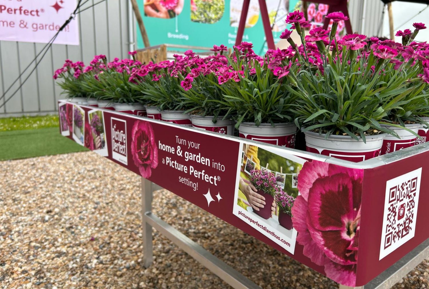 Picture Perfect Dianthus news