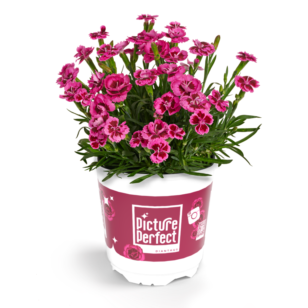 Picture Perfect Dianthus pot (1)