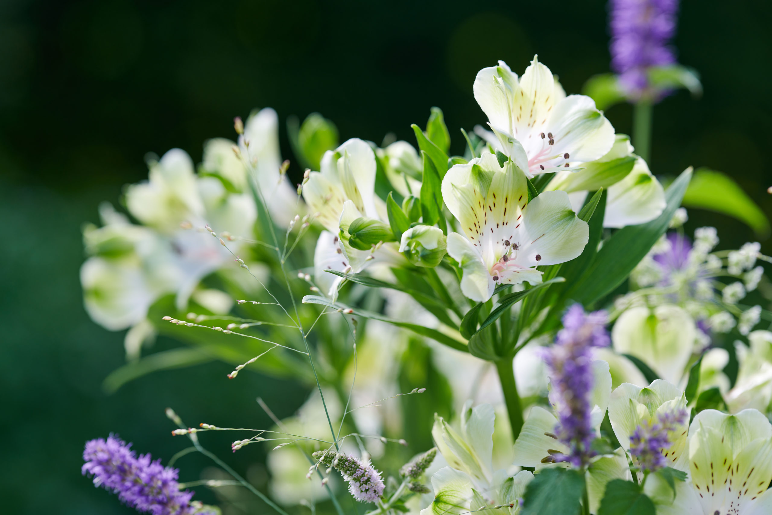 HilverdaFlorist-Alstroemeria-Standard-Green Wonder-3