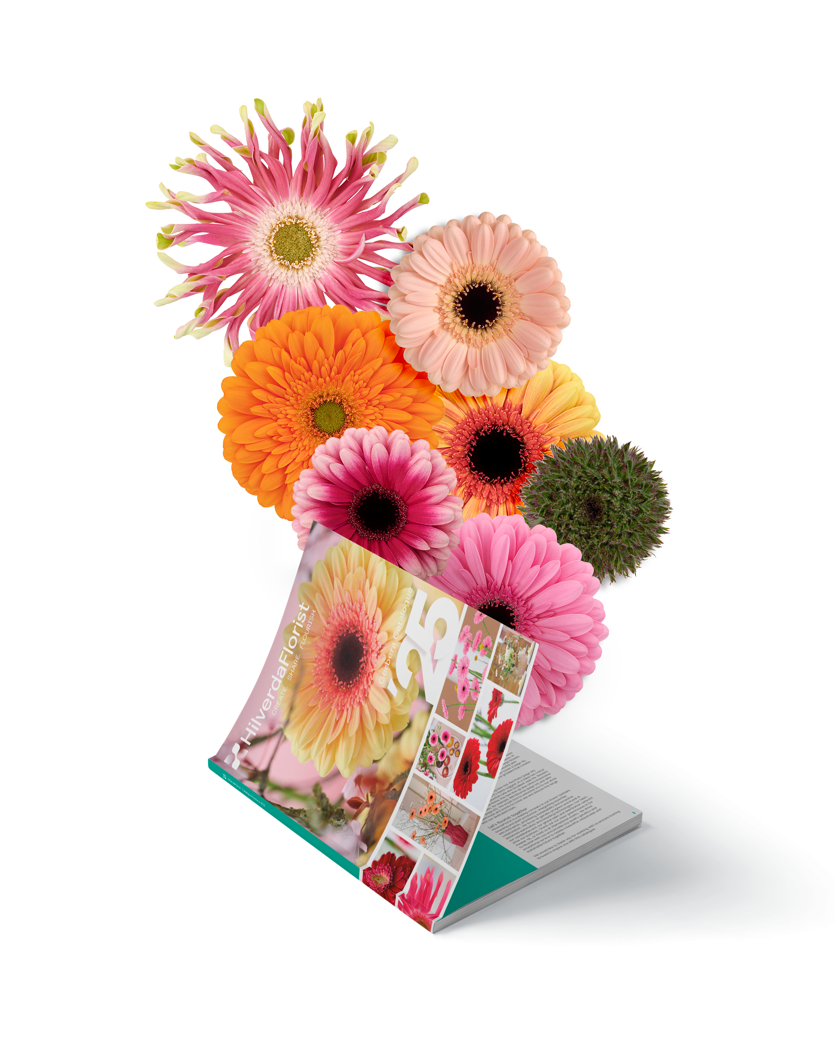 Gerbera cat-2025_mockup_01