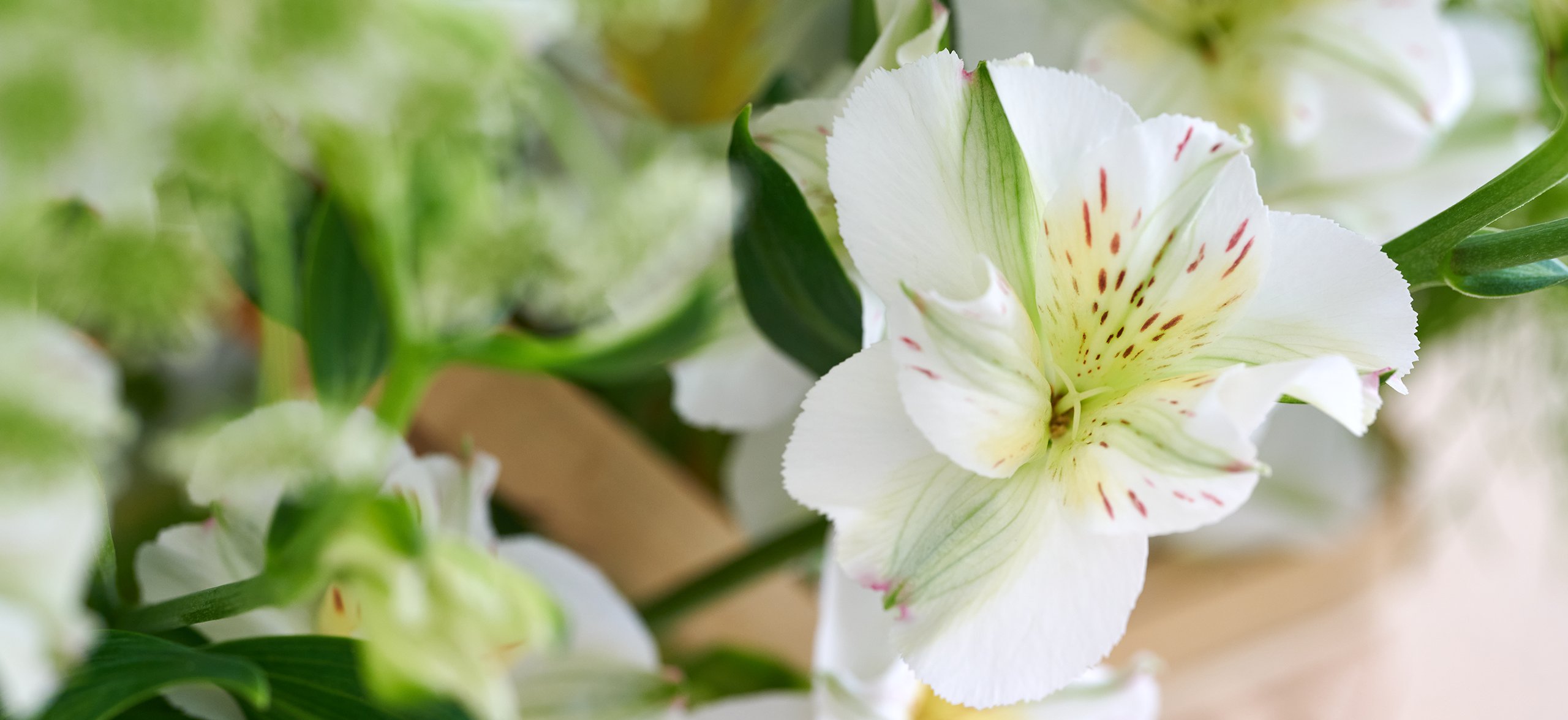 HilverdaFlorist-Alstroemeria-Florinca-Pinot-3