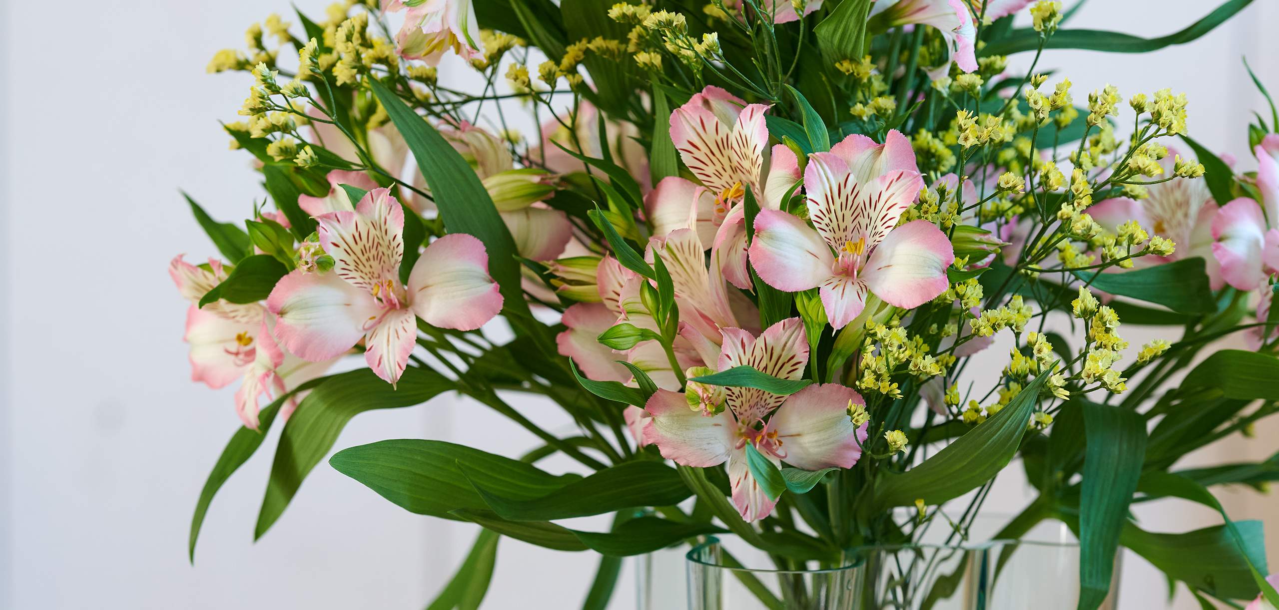 HilverdaFlorist-Alstroemeria-Standard-Introductions