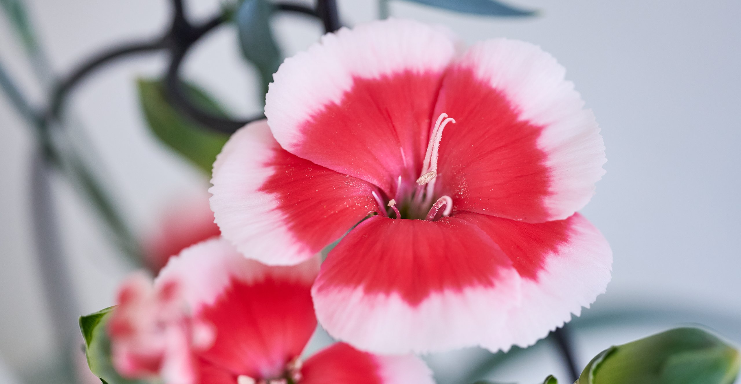 HilverdaFlorist-Dianthus-Sparkz-Solomio-Riv-4