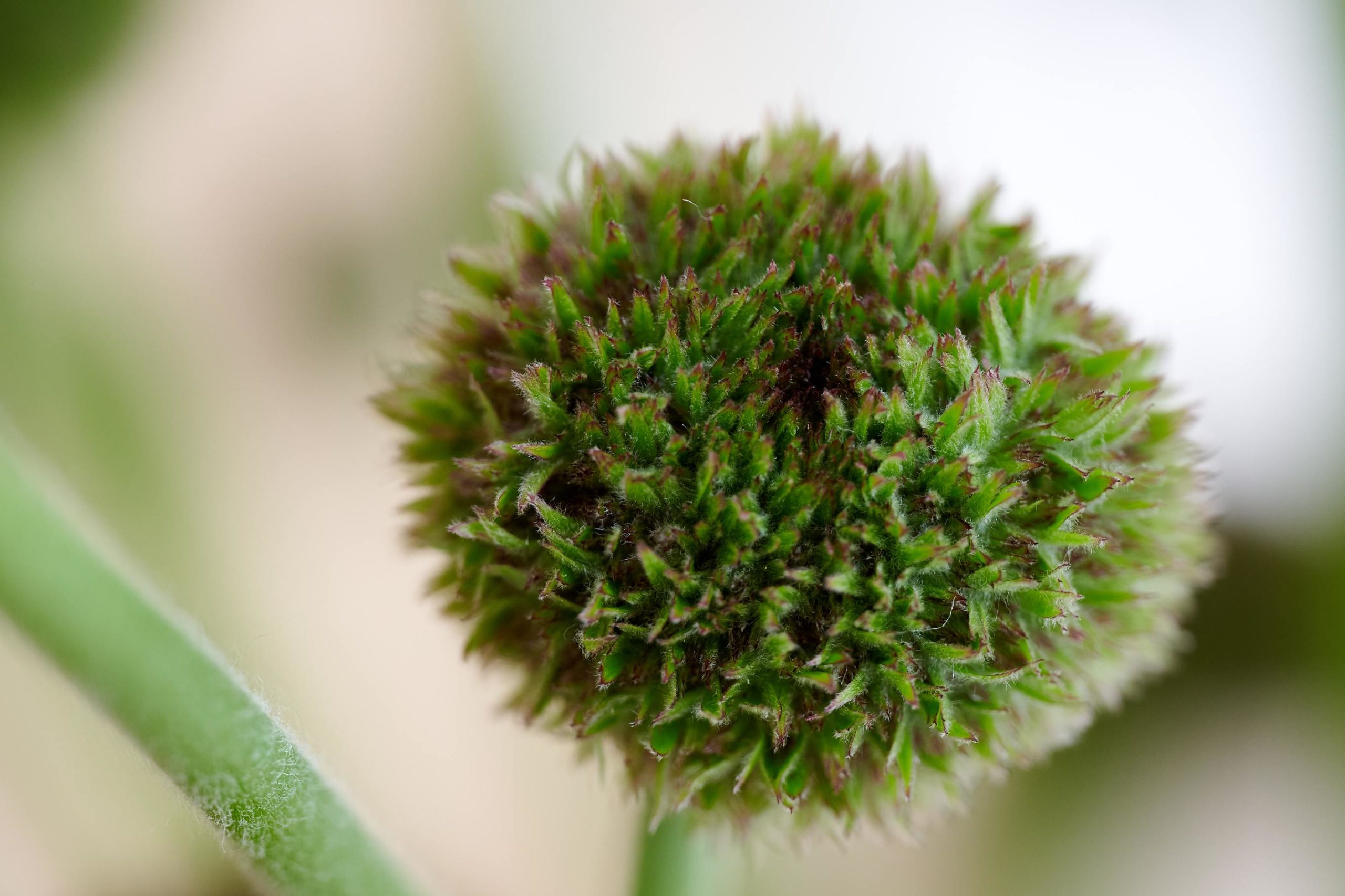 HilverdaFlorist-Gerbera-Marimo-Green