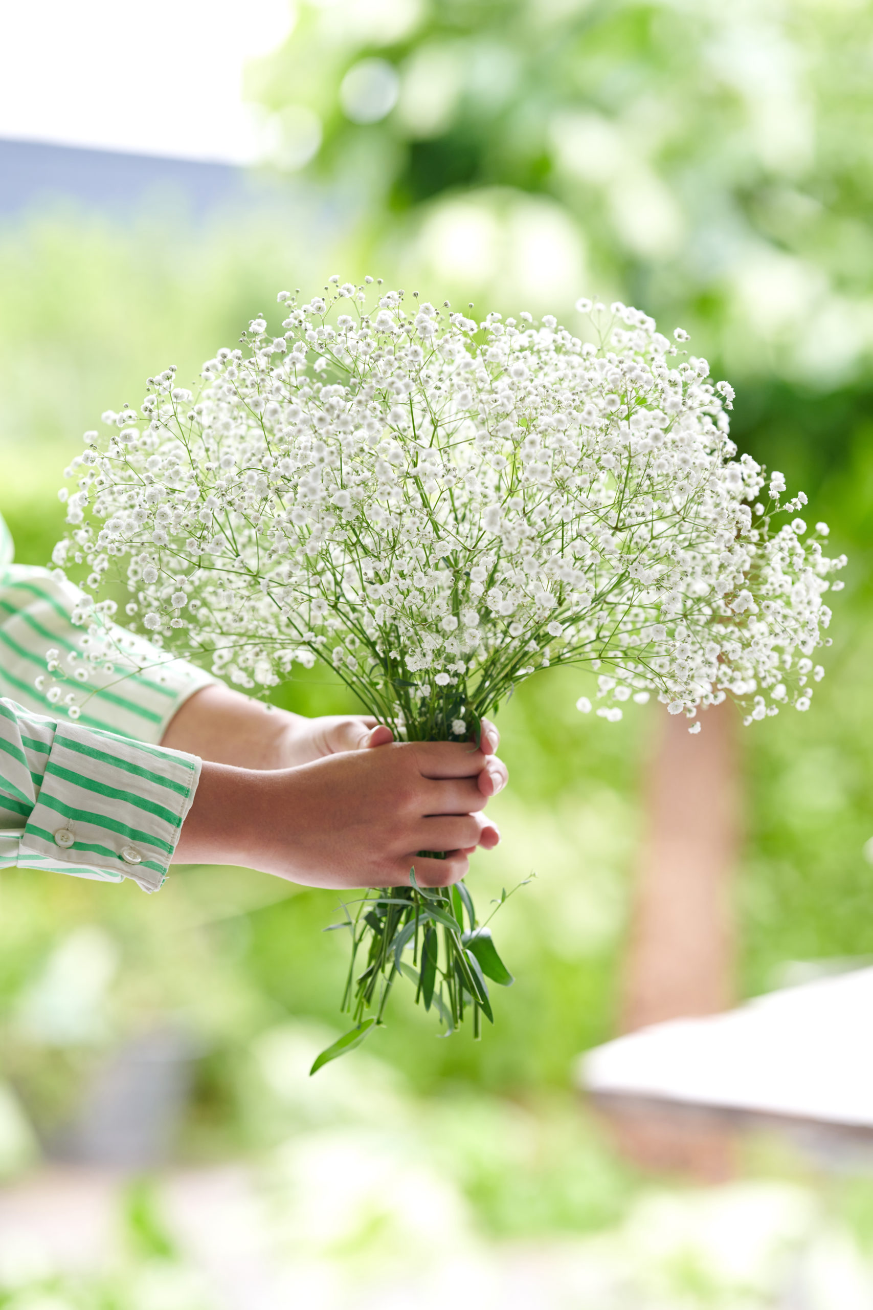 HilverdaFlorist-Gypsophila-Sanae