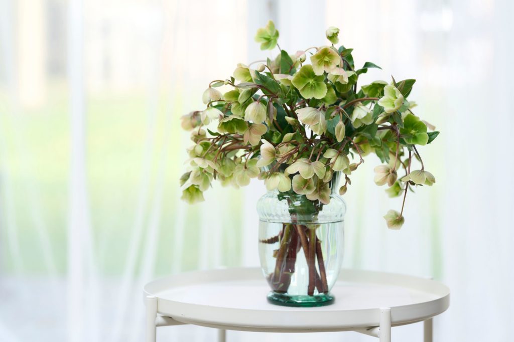 HilverdaFlorist-Helleborus-Magnificent Bells-20