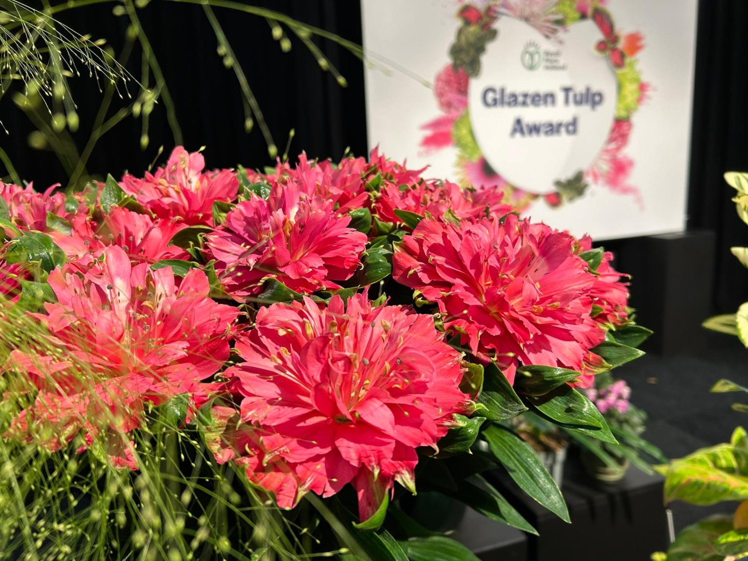 Alstroemeria Fashionista Sofiena Glazen tulp