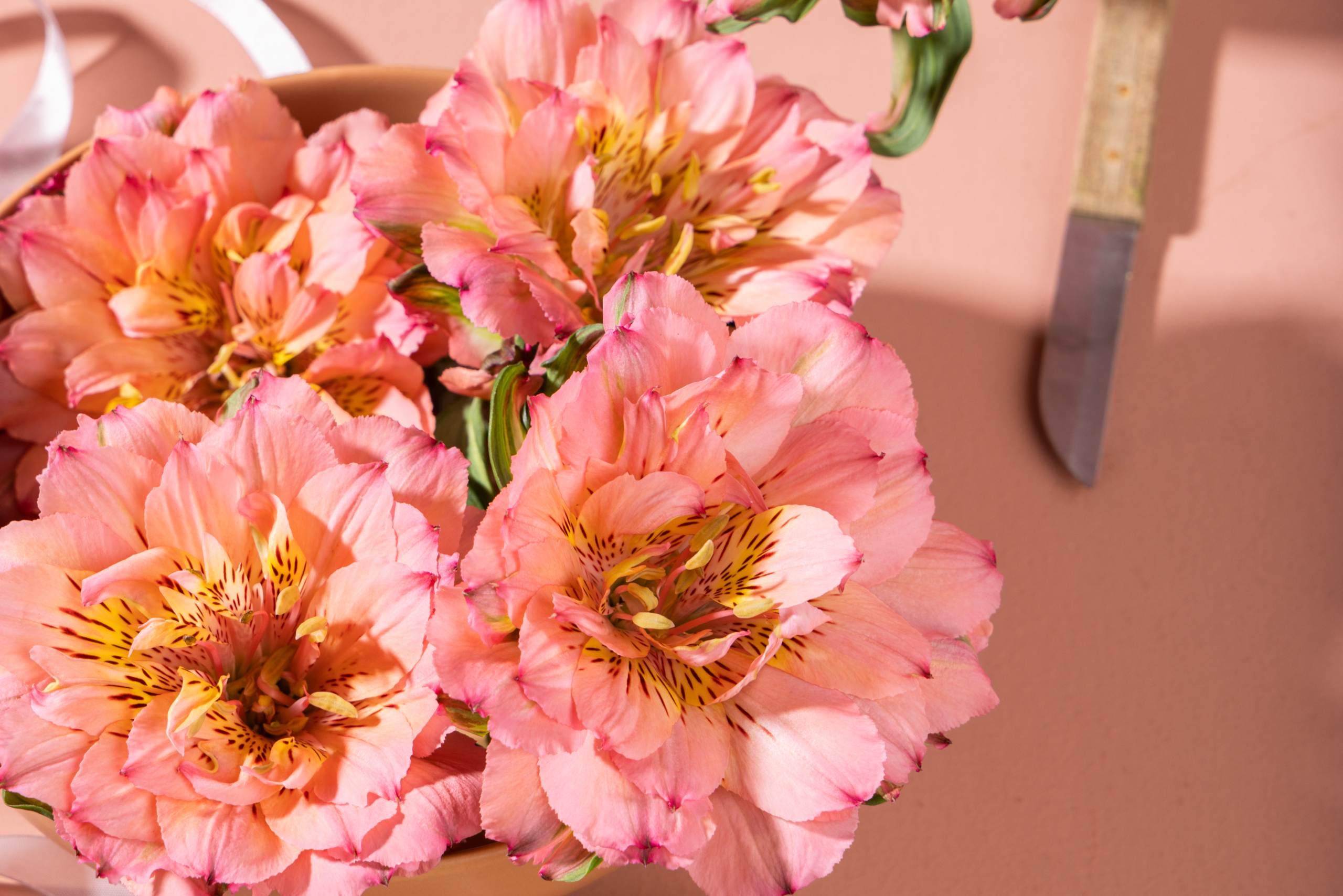 HilverdaFlorist-Alstroemeria-Specialty-Fashionista Pink-Lifestyle22 (1)