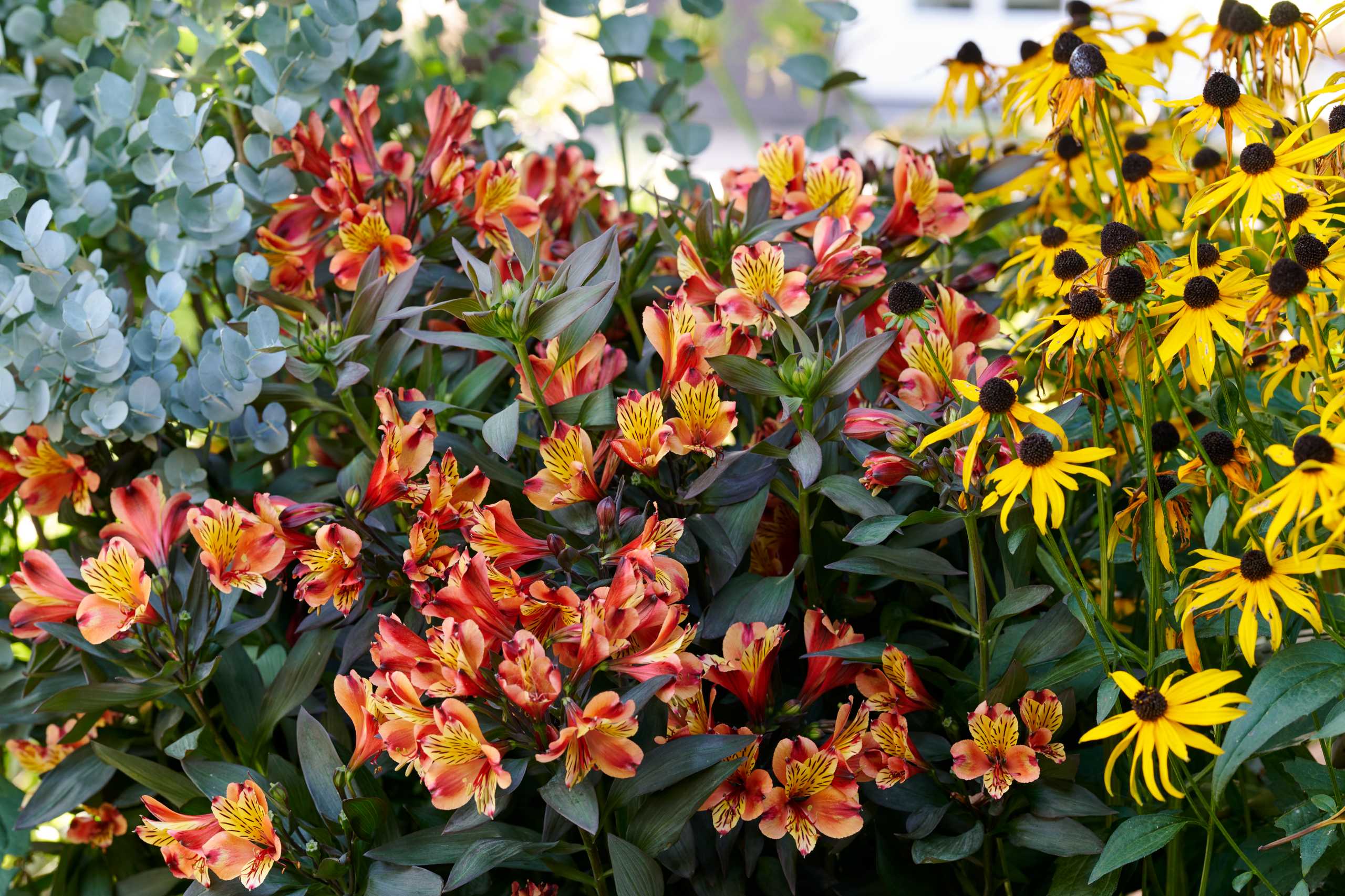 HilverdaFlorist-Alstroemeria-Summer-Paradise-Summer-Series-Indian Summer