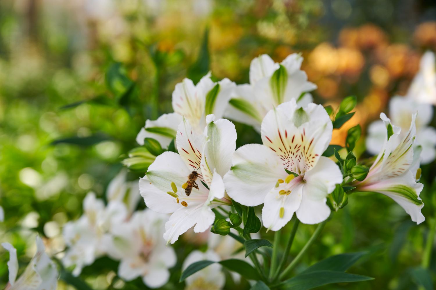 HilverdaFlorist-Alstroemeria-Summer-Paradise-Summer-Series-Pollinator Friendly garden